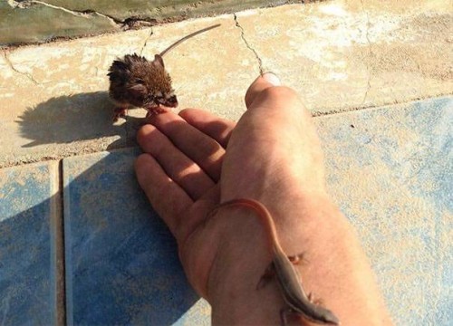 awesomacious: Critter Pool Ramp