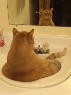 thestoryso-deep:  pudgykitties:  funnyforsmile: