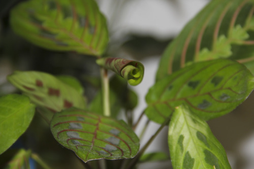 My prayer plant’s new leaf is slowly unfurling!