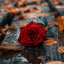 myconfusedthoughtsblog