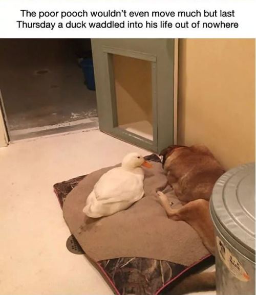 catchymemes: This dog was depressed for 2 years after his best friend died, but then this duck showed up