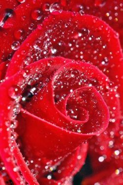 flowersgardenlove:  ~Raindrops on Roses~