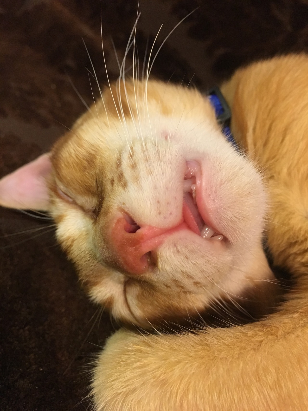 unflatteringcatselfies:  I was at a cat cafe today and this kitten was knocked tf