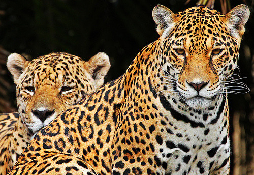 Porn panthxra:  fyanimaldiversity:  Jaguar (Panthera photos