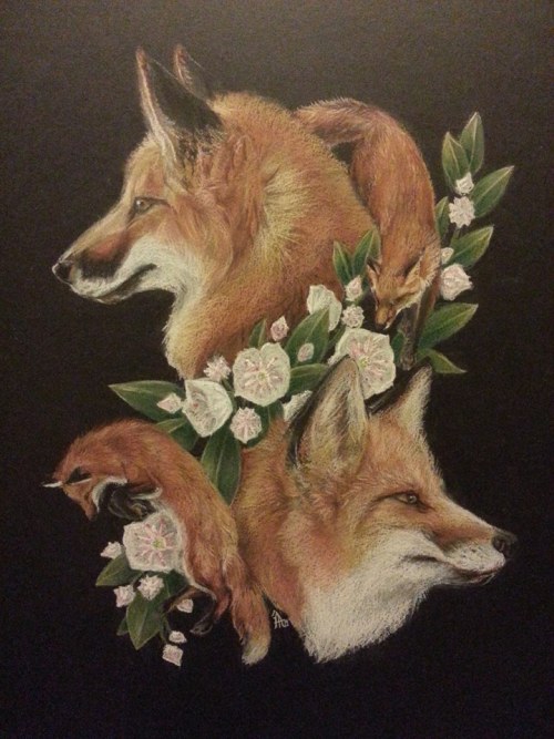 Mountain Laurel Foxes, 2014. Derwent tinted charcoal, soft drawing pencil, colored pencil, and paste