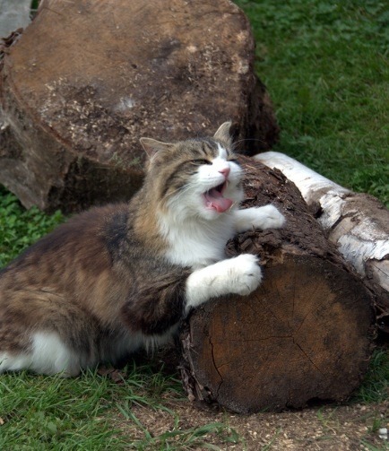 Changed my mind about being a beaver.(via lu-p)
