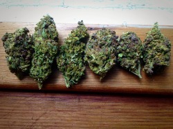 ifweallhadabong-weed-allgetalong:The best of the best. 