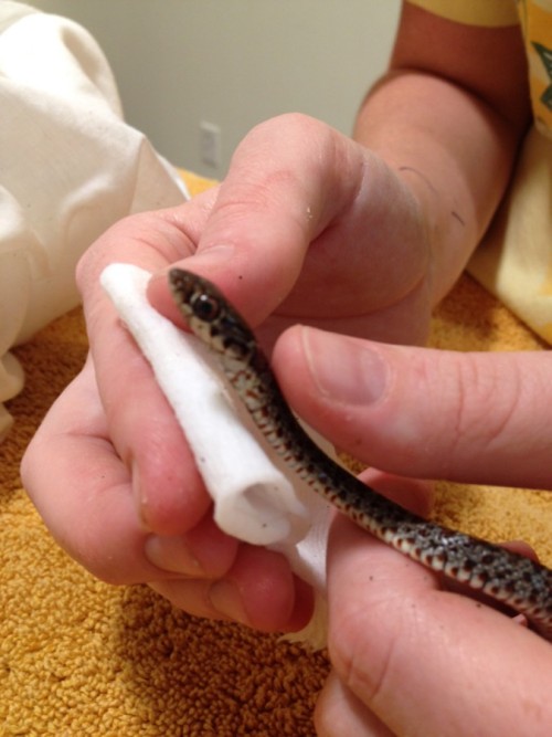 conservancyswfl:Glue Boards are Indiscriminate KillersThis blacker racer was admitted after it was f