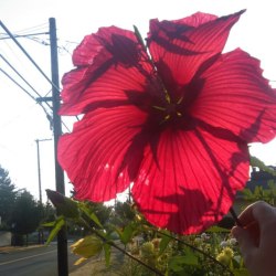 princeofvalor:  Biggest hibiscus I’ve ever seen. I’m in love with this flower.