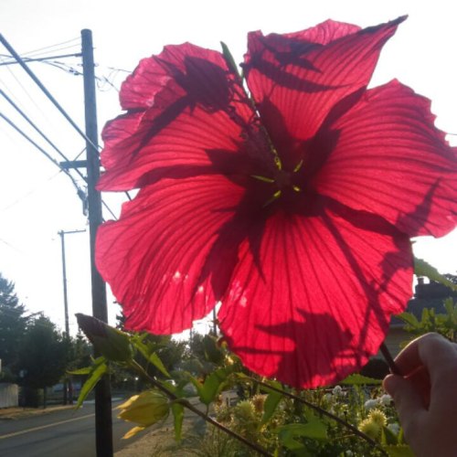 princeofvalor:  Biggest hibiscus I’ve ever adult photos