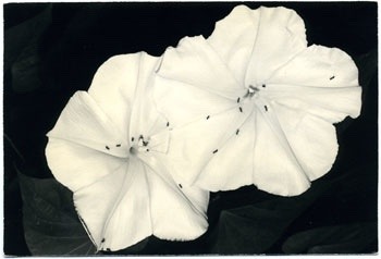 zzzze:  Masao Yamamoto, Untitled (from a “Box of Ku”),1999