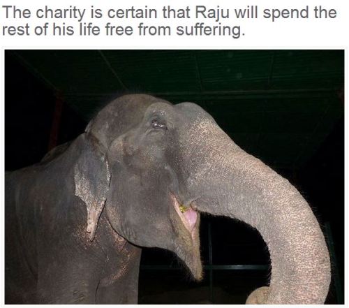 angelclark: Elephant Raju Cries After Being Rescued From 50 Years Of Suffering In Chains  This 
