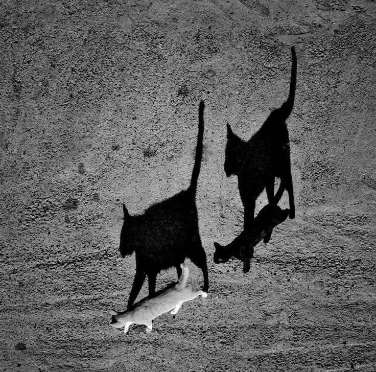 lalulutres:  Black cat, white cat. By Sorin Onisor. - Pixdaus 