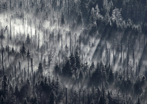 lvndcity:  CLOUD FOREST by Kilian Schönberger (2013) Czech Republic 