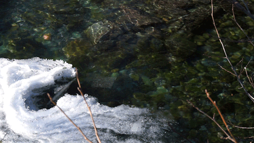 Sunshine in the icy creek.