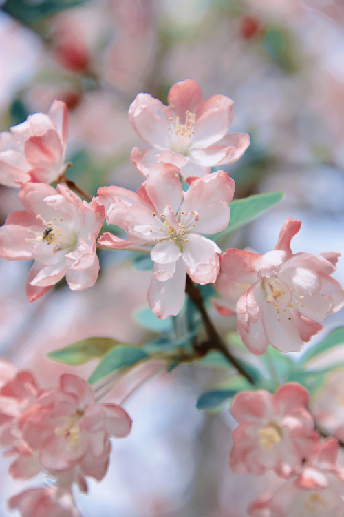 fuckyeahchinesegarden: chinese crab apple flowers (haitang海棠) by 砚冰-Yanbing