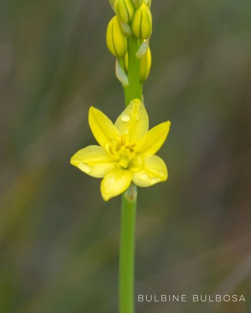 Bulbine bulbosa | LiliaceaePerennial herb growing from a corm. . Flowers through spring and easy to 