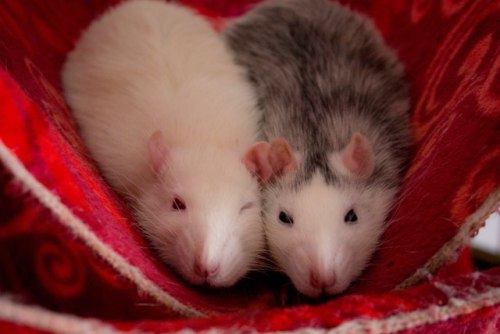 Sleepy rats