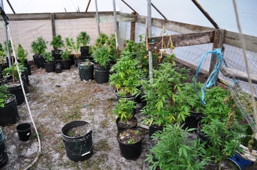 weedporndaily:  Police dogs in training find dozens of marijuana plants NEW SMYRNA BEACH (CFNews13) —A police dog team in training ended up putting in some unexpected real-world police work earlier this week when the police dog sniffed out 79 marijuana