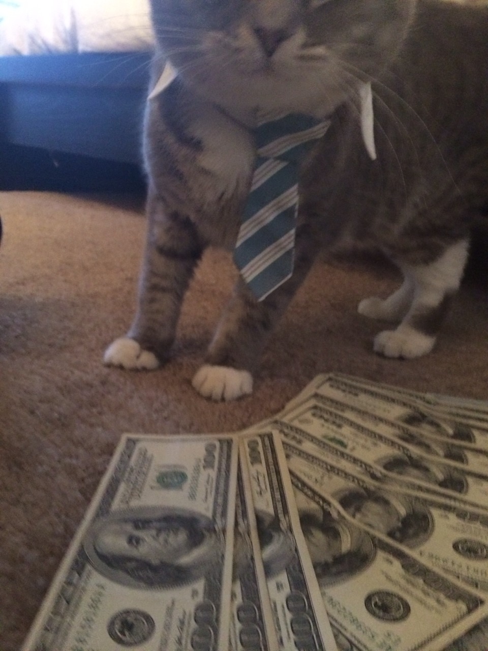 gettingxmoney:  my foster cat’s seeking arrangement profile picture.  Message me