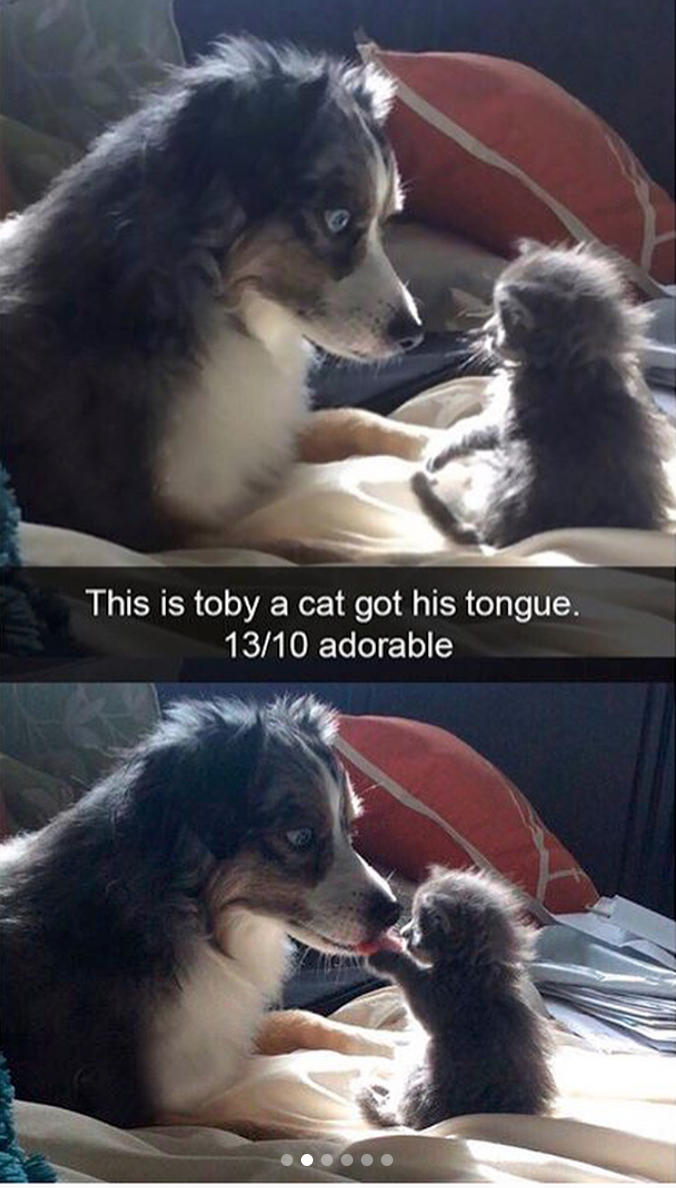 babyanimalgifs:  Animal snaps