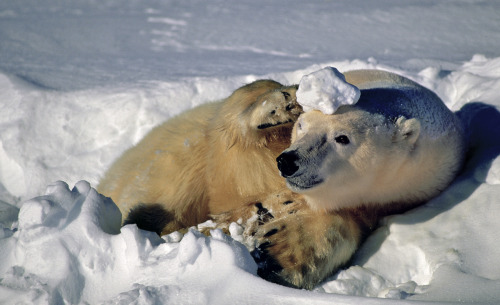 Polar bears photographed by Paul Nicklen. porn pictures