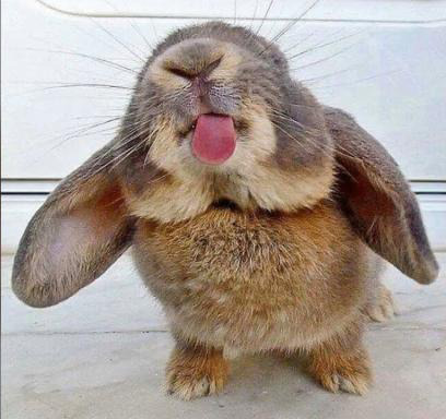 Funny bunny.