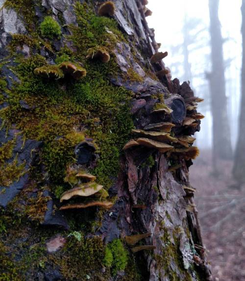 macdonaldforge:Growing on a dead Hemlock near my studio.#blacksmith#mushroom #mycology #fungi #fairi