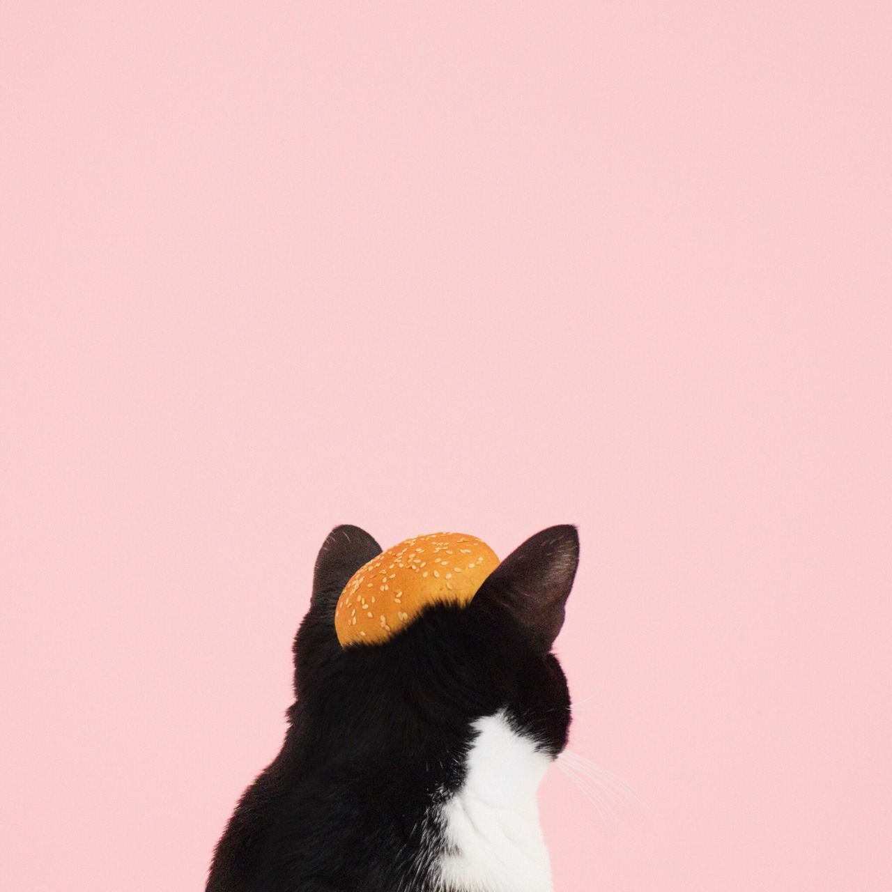princess cheeto