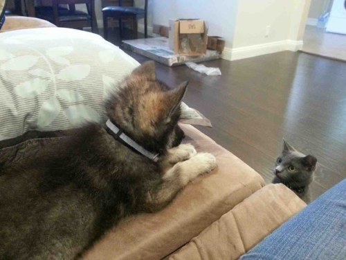 buzzfeed:Cats meeting puppies. [x] adult photos