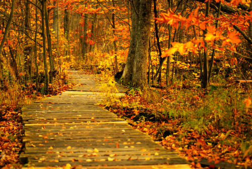 &ldquo;Come little leaves&rdquo; said the Wind one day,&ldquo;Come to the meadows and pl