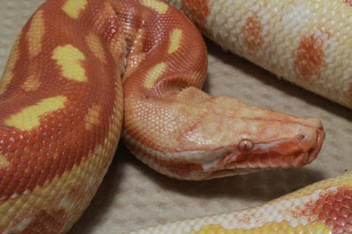 T- Albino Blood PythonJuggernaut Reptiles