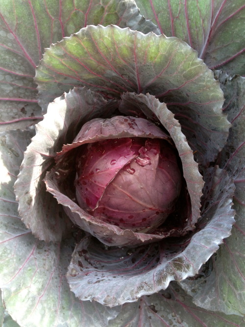 ediblegardensla:Purple cabbage almost ready for the picking.
