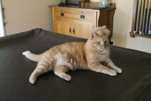 obstinate-nocturna:chubbycattumbling:catsbeaversandducks:Brace Yourself: Shedding Season Is Here“Put