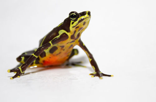 astronomy-to-zoology:Limosa Harlequin Frog (Atelopus limosus)Although called a frog, the Limosa Harl