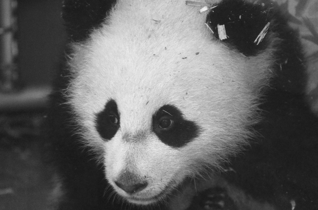giantpandaphotos:  Bao Bao at the National Zoo in Washington D.C. on March 23, 2014.