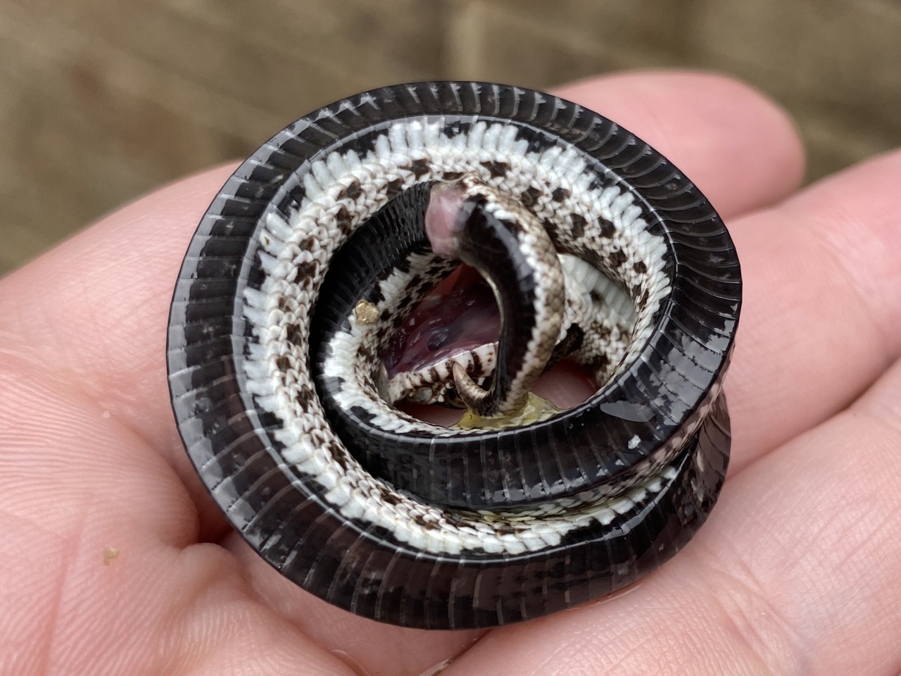 Baby hognose snake plays dead so well, baby