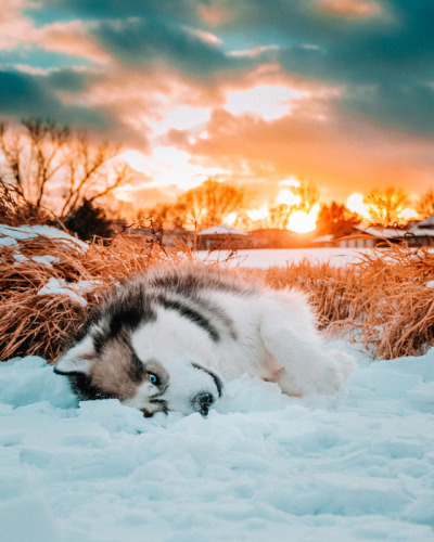 My huskies loves the winter ❄️❤️