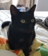 slutty-ankylosaurus:cupcakecamisado:sophiaslittleblog:i-am-a-fish:thistlebistle:i-am-a-fish:contrary to popular belief black cats are good luck actually because they are babyi need proof of this statement, fish. i need citations.sources;ALTJoey Ramone