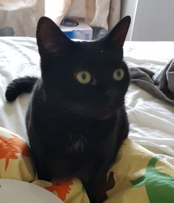 slutty-ankylosaurus:cupcakecamisado:sophiaslittleblog:i-am-a-fish:thistlebistle:i-am-a-fish:contrary to popular belief black cats are good luck actually because they are babyi need proof of this statement, fish. i need citations.sources;ALTJoey Ramone