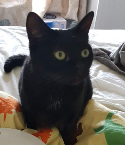 slutty-ankylosaurus:cupcakecamisado:sophiaslittleblog:i-am-a-fish:thistlebistle:i-am-a-fish:contrary to popular belief black cats are good luck actually because they are babyi need proof of this statement, fish. i need citations.sources;ALTJoey Ramone