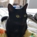 slutty-ankylosaurus:cupcakecamisado:sophiaslittleblog:i-am-a-fish:thistlebistle:i-am-a-fish:contrary to popular belief black cats are good luck actually because they are babyi need proof of this statement, fish. i need citations.sources;ALTJoey Ramone