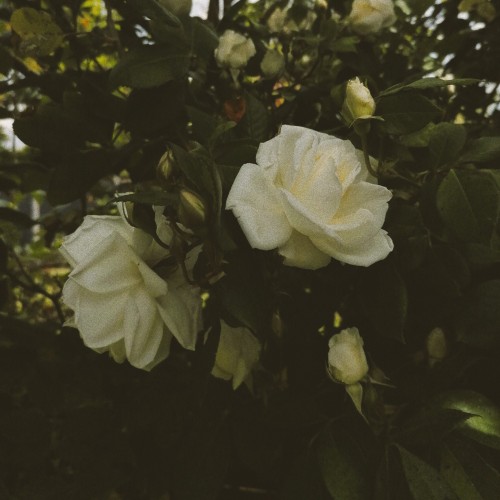 Roses Growing In The Garden
