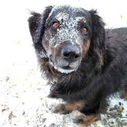 handsomedogs:  This is Captain, he is a three year old (four next month) Labrottie. He enjoys fat squirrels, raw hides, and snow drifts. 