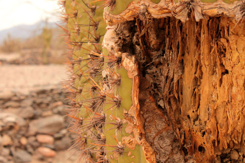 Inside a cactus