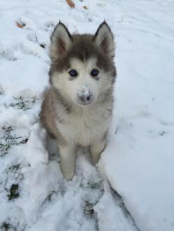 cuteanimalspics:  Dexter’s first snow!