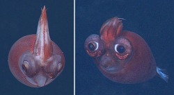 bogleech:  Taonius is a deep-sea squid who