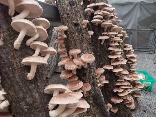 doomhope:e102:高槻しいたけセンター[Image ID: Photo of many brown mushrooms growing out of several propped up l