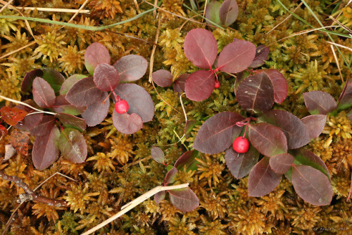 vandaliatraveler: Autumn Berries, Volume 8: Eastern Teaberry. A low-growing, perennial  ev