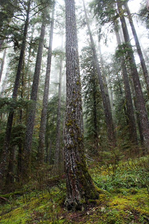bright-witch: Hinterlands II ◈ Pacific Northwest photography by Michelle N.W. ◈ ◈ Print Shop ◈ Blog 